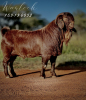 1X FLOCK OOI/EWE KALAHARI RED KROKODILNEST BOER GOAT & KALAHARI RED STUD - 2