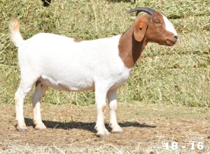 ONTTREK - 1X OOI/EWE BOERBOK HOKAAI BOERBOKSTOET