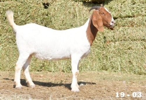 ONTTREK - 1X OOI/EWE BOERBOK HOKAAI BOERBOKSTOET