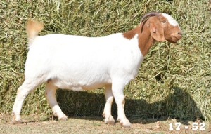 1X FLOCK OOI/EWE BOERBOK HOKAAI BOERBOKSTOET