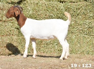 ONTTREK - 1X OOI/EWE BOERBOK HOKAAI BOERBOKSTOET