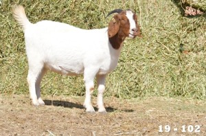 ONTTREK - 1X OOI/EWE BOERBOK HOKAAI BOERBOKSTOET