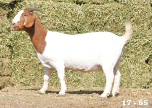 1X FLOCK OOI/EWE BOERBOK HOKAAI BOERBOKSTOET