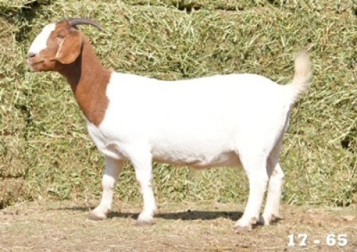 1X FLOCK OOI/EWE BOERBOK HOKAAI BOERBOKSTOET