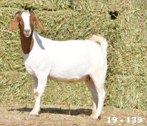 1X FLOCK OOI/EWE BOERBOK HOKAAI BOERBOKSTOET