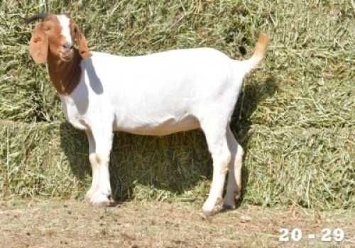 ONTTREK - 1X OOI/EWE BOERBOK HOKAAI BOERBOKSTOET