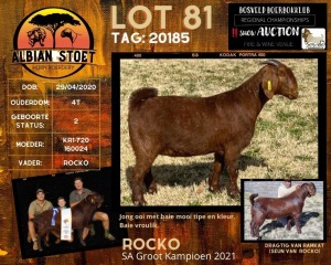 1X FLOCK OOI/EWE KALAHARI RED ALBIAN