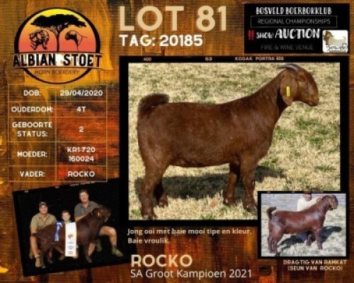 1X FLOCK OOI/EWE KALAHARI RED ALBIAN