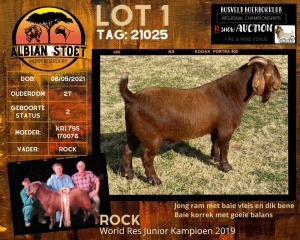 1X STUD RAM KALAHARI RED ALBIAN