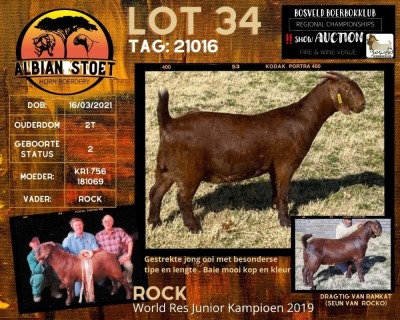 1X FLOCK OOI/EWE KALAHARI RED ALBIAN