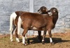 2 x MEATMASTER OOI/EWE JEAN DU PLESSIS (Pay per Piece to take the lot) - 4