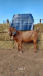 1 x KALAHARI RED BUCK REGVIC STUD