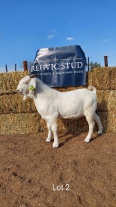 1 x SAVANAH BUCK REGVIC STUD