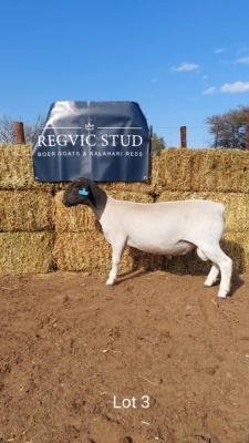 1 x BLACK HEAD DORPER RAM REGVIC STUD