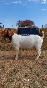 1 x BOER GOAT BUCK REGVIC STUD