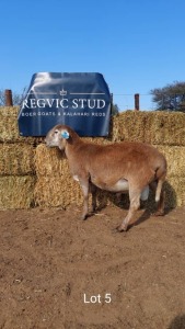 1 x MEATMASTER RAM REGVIC STUD