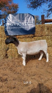 1 x BLACK HEAD DORPER EWE REGVIC STUD