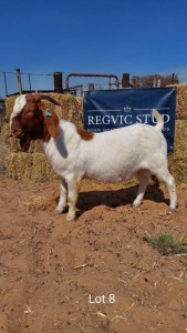 1 x BOER GOAT BUCK VOERSTEK JNR REGVIC STUD