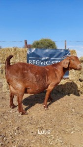 1 x KALAHARI RED EWE REGVIC STUD