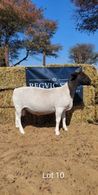 1 x BLACK HEAD DORPER RAM REGVIC STUD