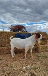 1 x BOER GOAT BUCK RED-HEART REGVIC STUD