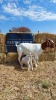 1+2 x BOER GOAT EWE+KID REGVIC STUD