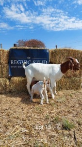 1+2 x BOER GOAT EWE+KID REGVIC STUD