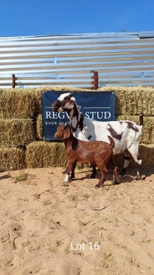 1+1 x LOB EAR EWE+KID REGVIC STUD