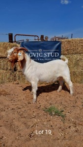 1 x BOER GOAT Buck REGVIC STUD