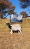 2 x BLACK HEAD DORPER EWE REGVIC STUD