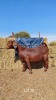 1 x KALAHARI RED EWE REGVIC STUD