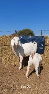 1+1 x SAVANAH EWE+KID REGVIC STUD