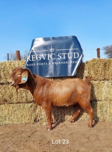 1 x KALAHARI RED Buck REGVIC STUD