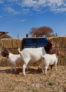 1+2 x BOER GOAT EWE+KID REGVIC STUD