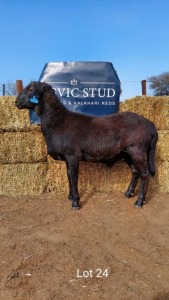 1 x MEATMASTER RAM REGVIC STUD