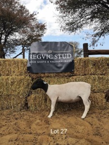 1 x BLACK HEAD DORPER EWE REGVIC STUD