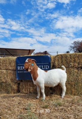 1 x BOER GOAT BUCK REGVIC STUD