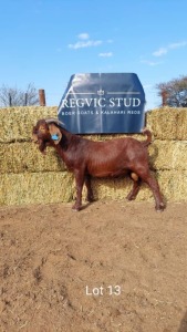 1 x KALAHARI RED BUCK REGVIC STUD