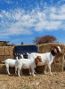 1+2 x BOER GOAT EWE+KID REGVIC STUD