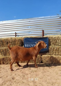 1 x KALAHARI RED EWE REGVIC STUD