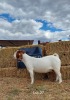 1 x BOER GOAT EWE REGVIC STUD