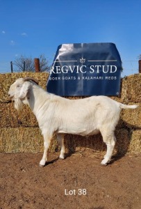 1 x SAVANAH BUCK REGVIC STUD