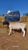 1 x BLACK HEAD DORPER RAM REGVIC STUD