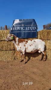 1 x MEATMASTER RAM REGVIC STUD