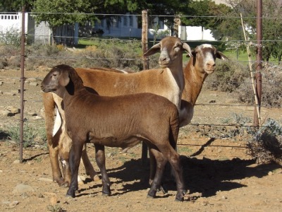 LOT 91 1X MEATMASTER OOI MET LAM/EWE WITH LAMB WILGERBOOM MEATMASTERS