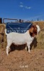 1 x BOER GOAT BUCK REGVIC STUD