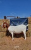 1 x BOER GOAT EWE REGVIC STUD