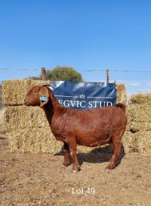 1 x KALAHARI RED EWE REGVIC STUD