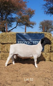 1 x BLACK HEAD DORPER RAM REGVIC STUD