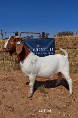 1 x BOER GOAT BUCK REGVIC STUD